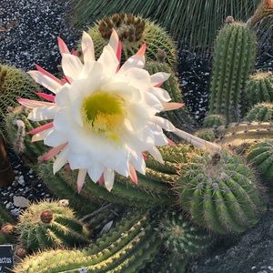 Meet your Posher, Des